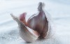 005_Food_Garlic
